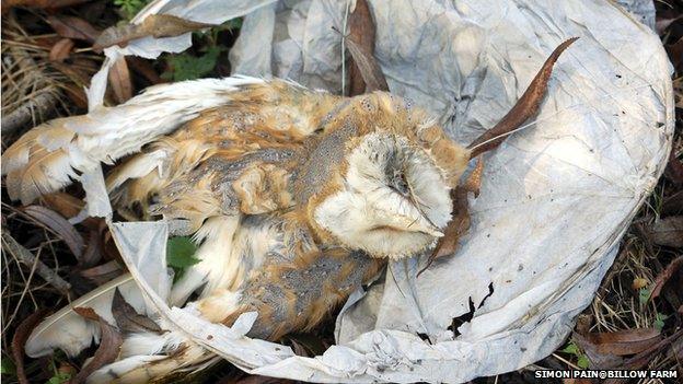 Dead barn owl entangled in discarded lantern