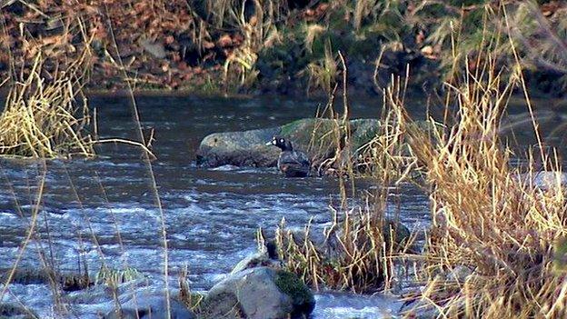 Harlequin duck in Aberdeen