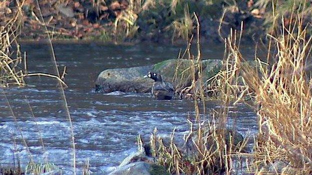 Harlequin duck in Aberdeen