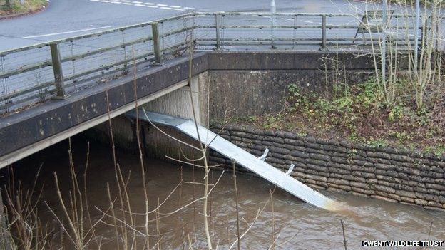 Otter ledge, Abertillery