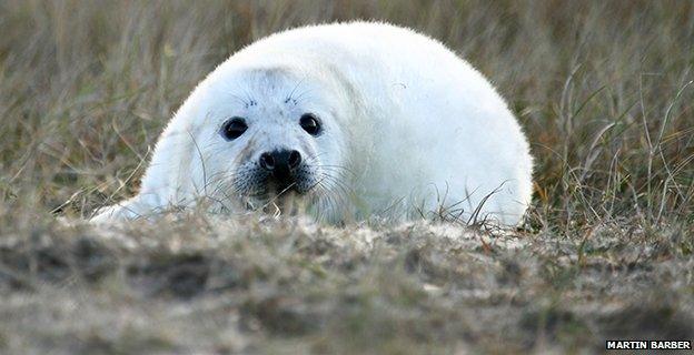 Seal pup at Blakeney Point