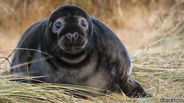 Seal at Blakeney Point