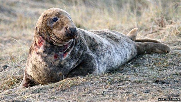 Adult seal bitten in the neck fighting for territory on Blakeney Point