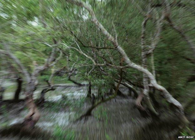 The Mangrove Forest