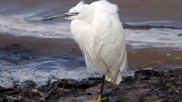 Little Egret