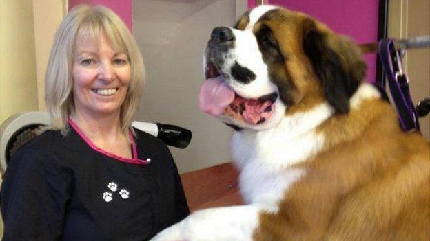 Glynis Stewart, from Trendy Pooches Dog Grooming Salon and St Bernard dog Boodles