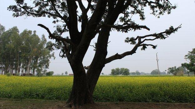 The mango tree in Badaun