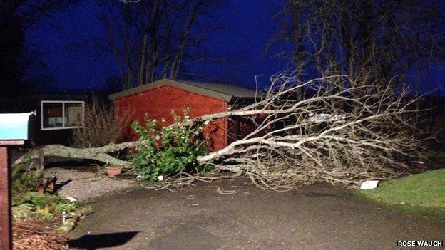 fallen tree