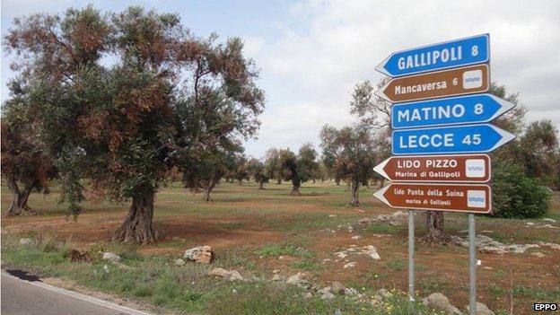 Affected olive tree (Image courtesy of EPPO/D. Boscia, Istituto di Virologia Vegetale del CNR, Bari/F. Nigro, Università degli Studi di Bari/A. Guario, Plant Protection Service, Regione Puglia)