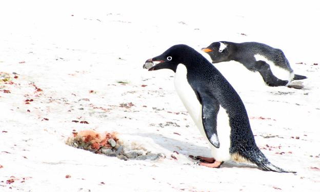 Penguin building a nest