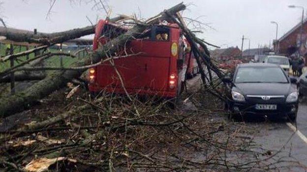 Tree on bus