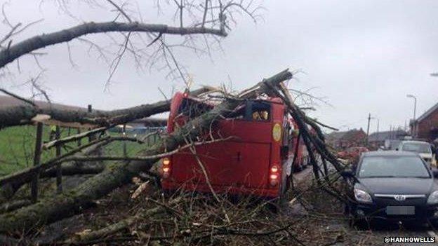 Bus hit by tree