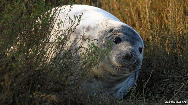 Seal pup in the dunes at Blakeney Point