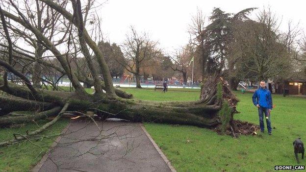 Tree fallen over at Cardiff's Victoria Park