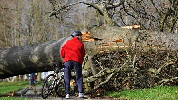 Fallen tree brought down by storms on Taff Trail Llandaff North, Cardiff