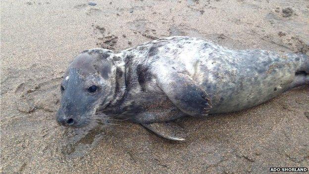 Seal pup