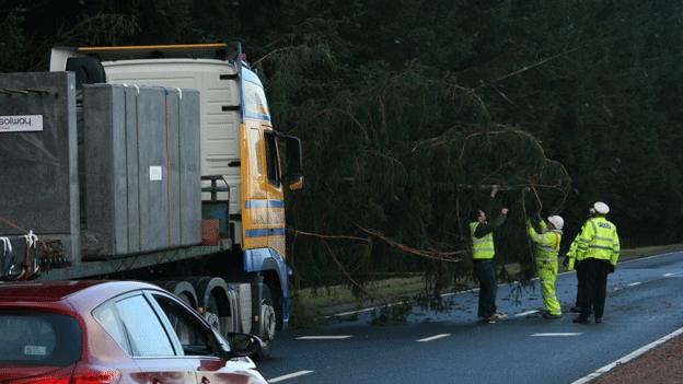 Fallen tree