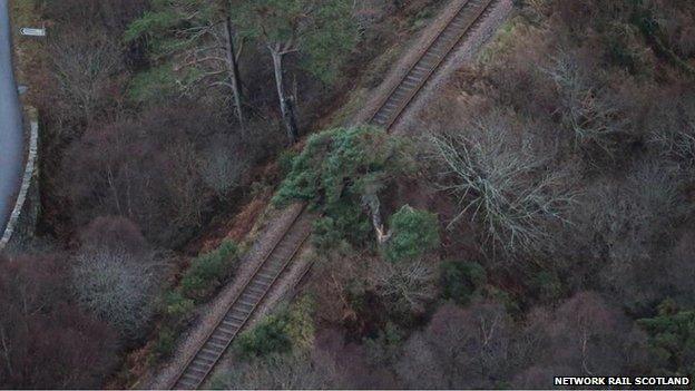 Tree on line at Kyle