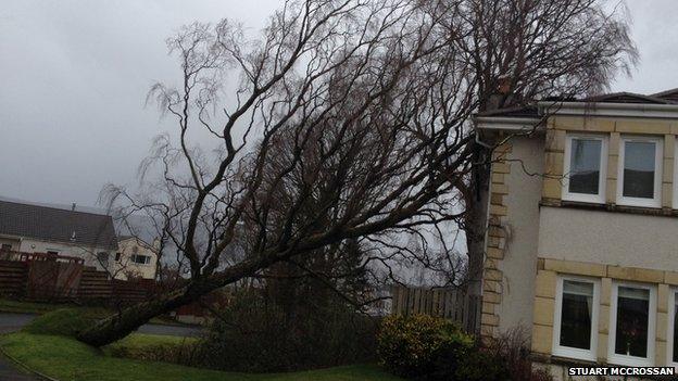 Fallen tree on house