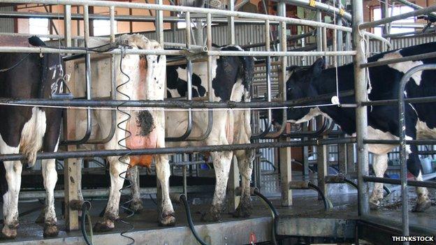 Cows milking