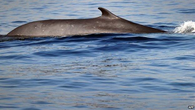 A fin whale