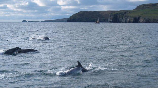 Bottlenose Dolphins in the Irish Sea