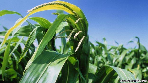 GM maize - file pic