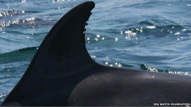 Bottlenose Dolphins in the Irish Sea