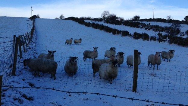 Sheep in snow covered field