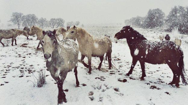 Ponies in the snow