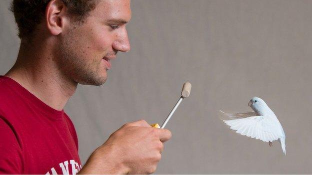 Bird being trained to fly towards a food reward