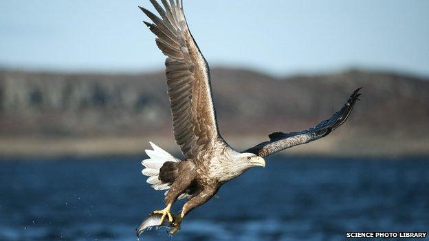 White tailed eagle