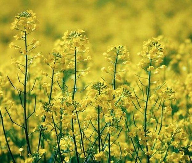 Canola - a variety of oilseed rape