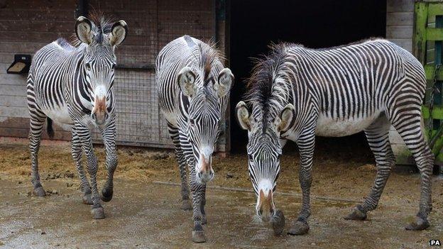 Three zebras from Port Lympne wildlife park