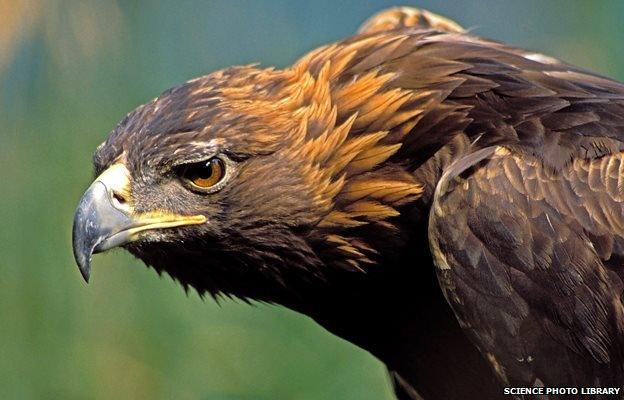 Golden eagle (stock image)