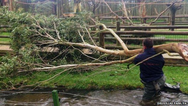 Staff from Drusillas wildlife park in east Sussex remove a large eucalyptus tree from their lemur enclosure after it was blown over in high winds