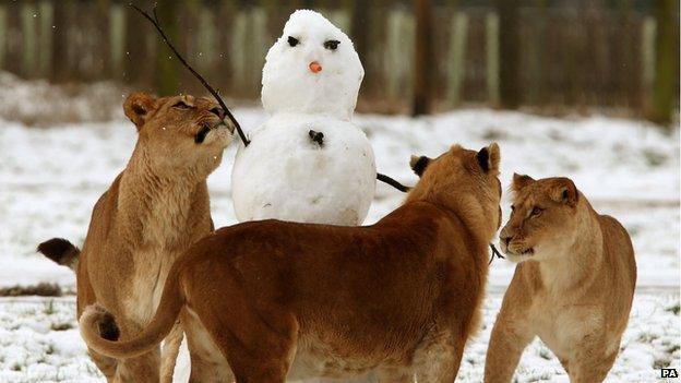 Lions at Blair Drummond Safari Park near Stirling, Scotland, surround a snow man