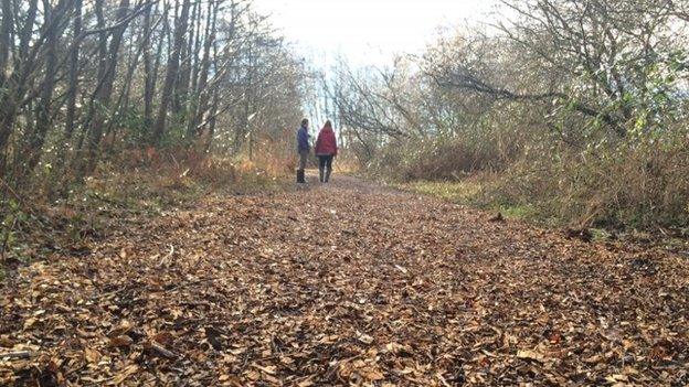 Trackway at Shapwick Heath nature reserve