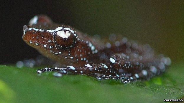 Juvenile cinnamon frog