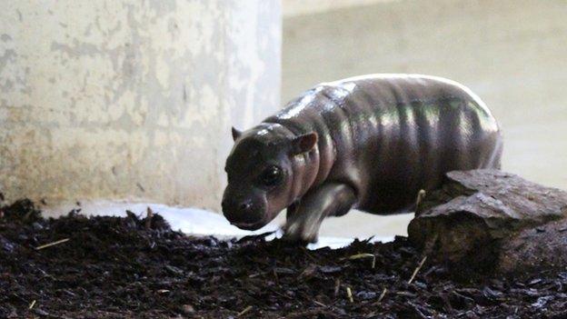 Baby pygmy hippo, Whipsnade