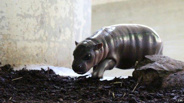 Baby pygmy hippo, Whipsnade