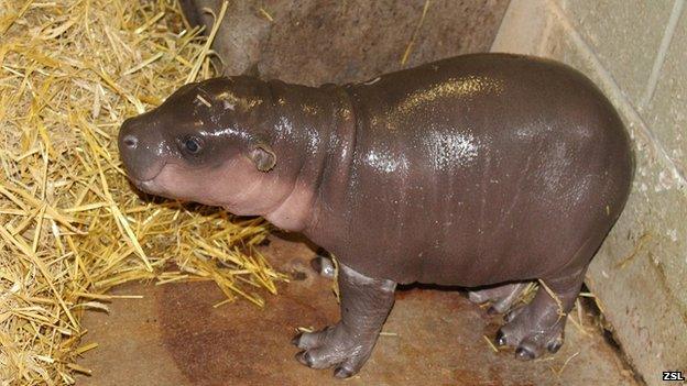 Baby pygmy hippo, Whipsnade