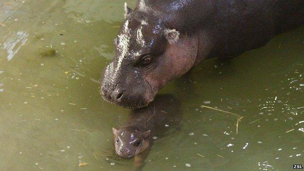 Pygmy hippo mother and baby swimming, Whipsnade