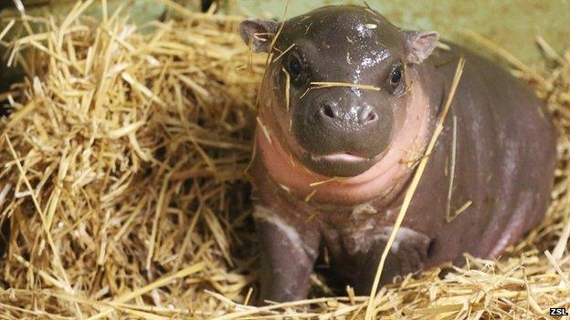 Baby pygmy hippo, Whipsnade