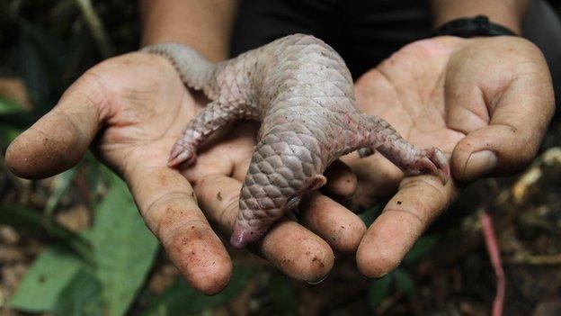 Baby pangolin