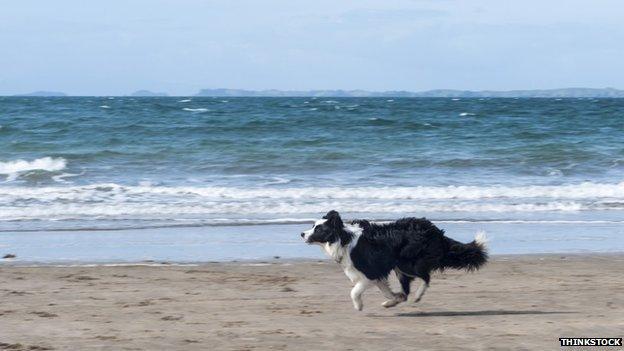 Dog on beach