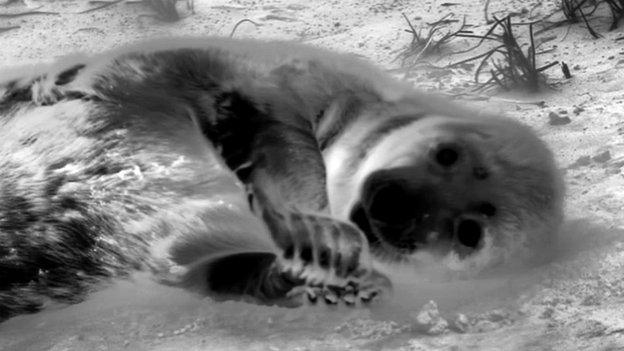 Thermal image of Blakeney Point seal