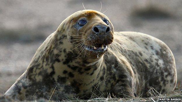 Seal at Blakeney Point