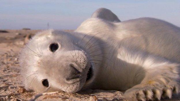 Seal pup on Blakeney Point