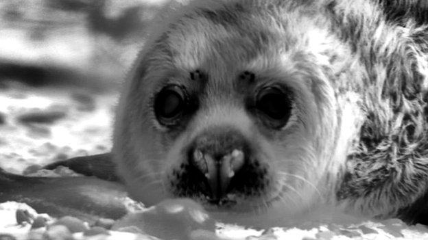 Seal pup on Blakeney Point filmed using a thermal camera